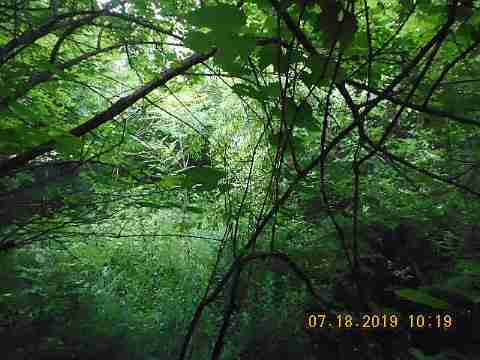 2621 Algonquin (33)_m.jpg